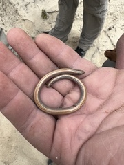 Anniella geronimensis