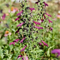 Salvia pentstemonoides