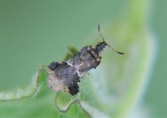 Phymata albopicta