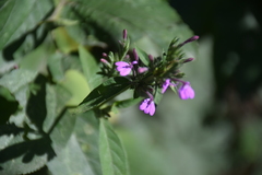 Justicia goudotii