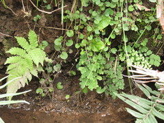 Adiantum concinnum