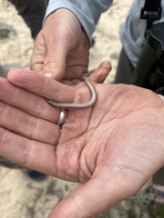 Anniella geronimensis