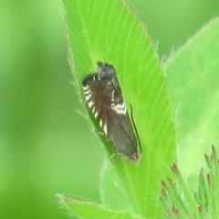 Grapholita interstinctana