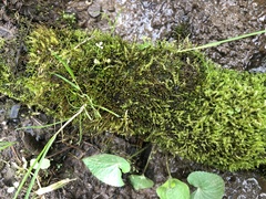 Haplocladium microphyllum