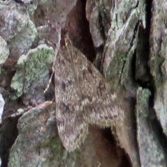 Scoparia penumbralis