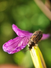 Astylus luteicauda
