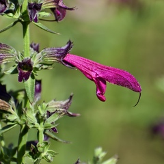 Salvia pentstemonoides