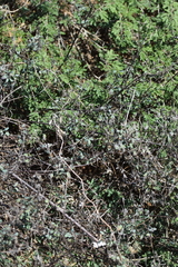 Porophyllum punctatum