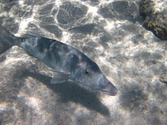 Lethrinus olivaceus