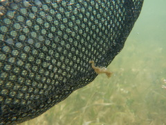 Hippocampus zosterae