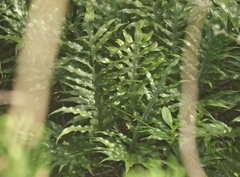 Microsorum scolopendria