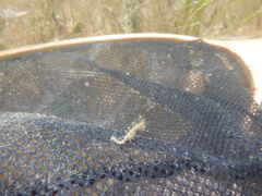 Hippocampus zosterae