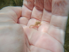 Hippocampus zosterae