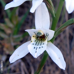 Chloraea longipetala