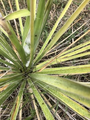 Yucca necopina