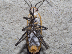 Leptocoris fuscus