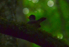 Catharus mexicanus