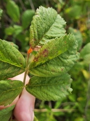 Phragmidium tuberculatum