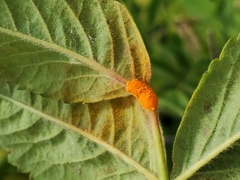 Phragmidium tuberculatum