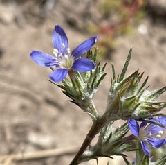 Eriastrum virgatum