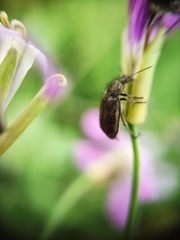 Astylus luteicauda
