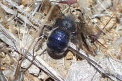 Andrena cerasifolii