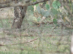 Toxostoma longirostre