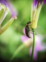 Astylus luteicauda