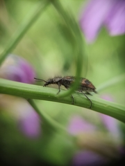 Astylus luteicauda