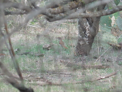 Toxostoma longirostre