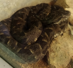 Bothrops pubescens
