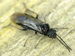 Dolerus nitens