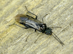 Dolerus nitens