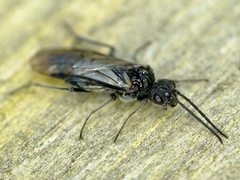 Dolerus nitens