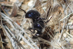 Andrena cerasifolii