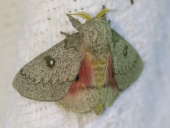 Syssphinx heiligbrodti