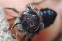 Andrena cerasifolii