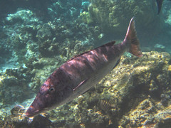Lethrinus olivaceus