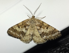 Eufidonia discospilata