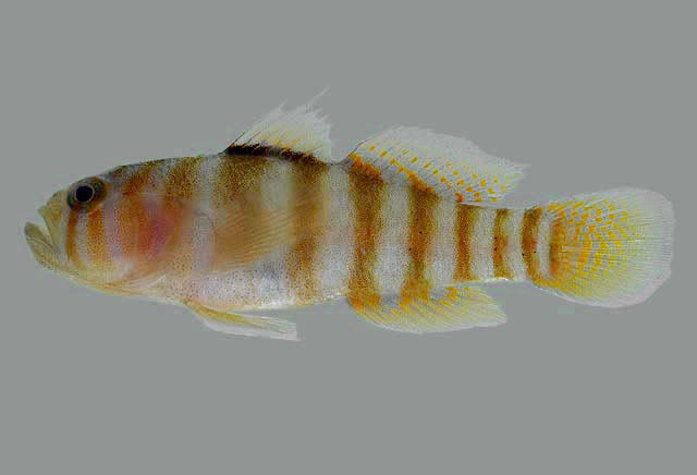 Dawson's Goby