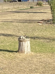 Toxostoma rufum longicauda