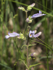 Penstemon gracilis