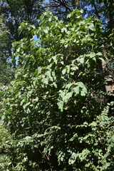 Urera caracasana