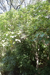 Urera caracasana