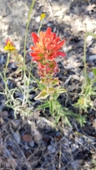 Castilleja applegatei