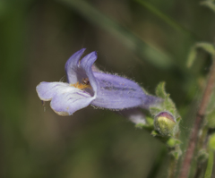 Penstemon gracilis