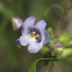 Penstemon gracilis