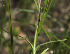 Penstemon gracilis