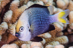 Yellowtail Dascyllus photo 2