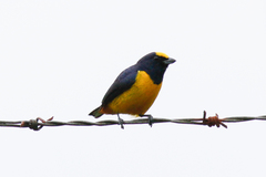 Euphonia fulvicrissa